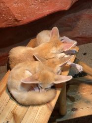 -Zoolung Zoolung动物主题公园(海信广场店)