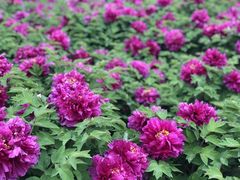 -洛阳市隋唐城遗址植物园