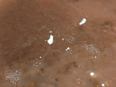 绿豆沙-813芭依珊 BAESAn(皇冠十畝地店)