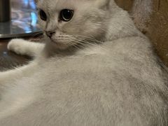 -猫猫幼稚园·撸猫·桌游·电玩