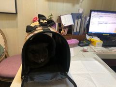 -宠爱国际动物医院· 猫科· 外科·中兽医(长白店)