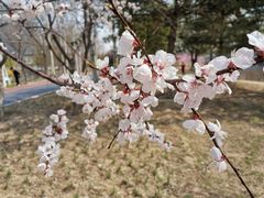 -大兴滨河森林公园