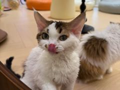 -momokira米努特·德文卷毛猫·棉花面纱犬
