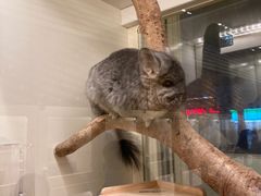 -龙猫仔乐园(惠福东路店)