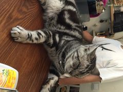 海边的猫和咖啡馆-海边的猫和咖啡馆