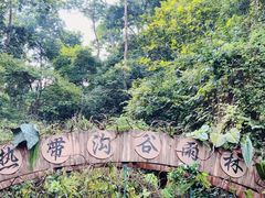 -西双版纳原始森林公园
