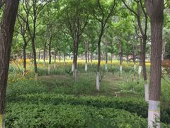 -大兴滨河森林公园