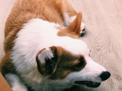 -浣熊柯尔鸭土拨鼠·电玩咖