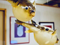 -玄品河豚(那覇國際通里之関)