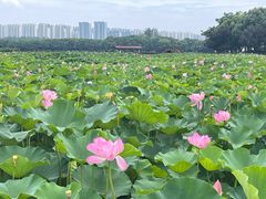 -荷塘月色湿地公园·向阳花洲