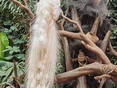 -正佳雨林生态植物园