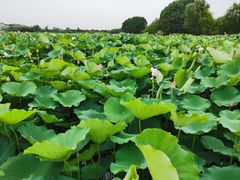 -梁鸿国家湿地公园