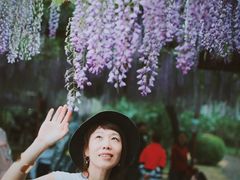 -嘉定紫藤园