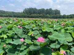 -渌洋湖湿地公园