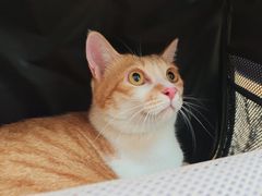 -乐派堂宠物医院·猫友好· 心脏科(东街店)