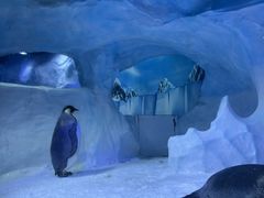 -海合安成都极地海洋公园