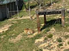 -西霞口神雕山野生动物世界