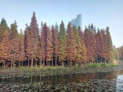 -艾溪湖湿地公园