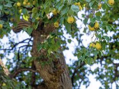 -鲁土司衙门旧址