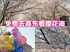 -高东镇樱花园