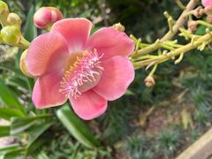 -中国科学院华南植物园