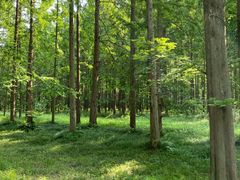 -黄海国家森林公园