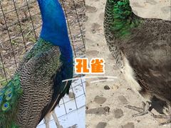 -金钉子远古世界景区