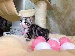 -Bastet sally猫舍购宠(静安店)
