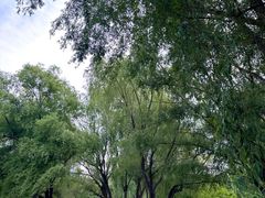 -长白岛森林公园