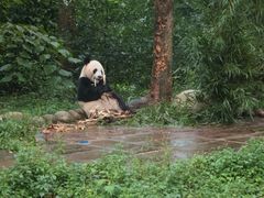 -中国大熊猫保护研究中心雅安碧峰峡基地