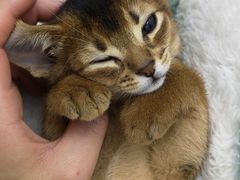 -乖乖宠物医院·猫科·骨科·24小时(云岗分院)