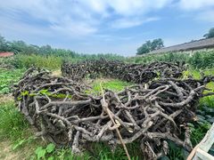 -金谷域澳洲庄园