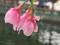 -宝墨园景区