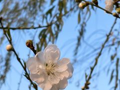 -西湖公园(鼓楼区)