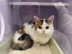 -艾吉宠物医院·疑难杂症转诊中心·猫友好(碧江路院)