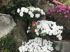 -木兰云雾山