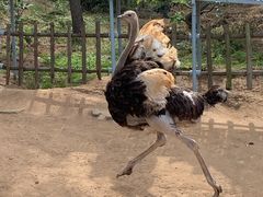 -西霞口神雕山野生动物世界
