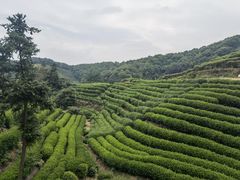-龙坞茶村