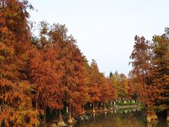 -海珠湖公园