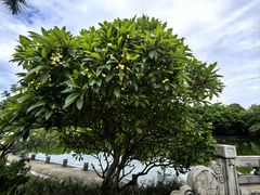 -南宁南湖公园