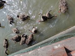 -五缘湾湿地公园