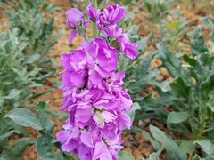 -松山湖梦幻百花洲