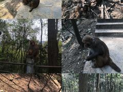 -黔灵山公园