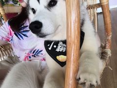 -Husky Go! 哈士奇体验馆·宠物咖啡厅狗咖