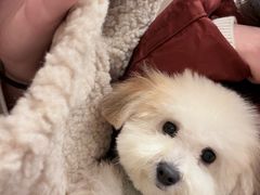 -帕帕拉兹宠物(亚洲旗舰店)