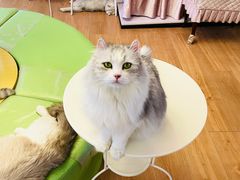 -MOYOYO猫咪咖啡店