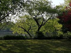 -西湖外事游船(花港观鱼码头)