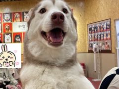 -和它·交个朋友·狗咖猫咖(爱琴海店)
