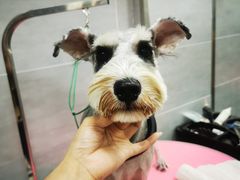 -宠福鑫康馨动物医院·骨科·眼科