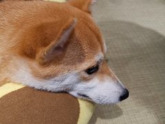 -逗柴咖啡屋·狗咖猫咖宠物桌游